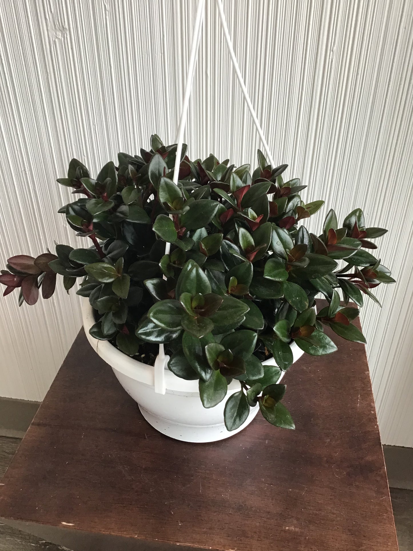 Goldfish Plant