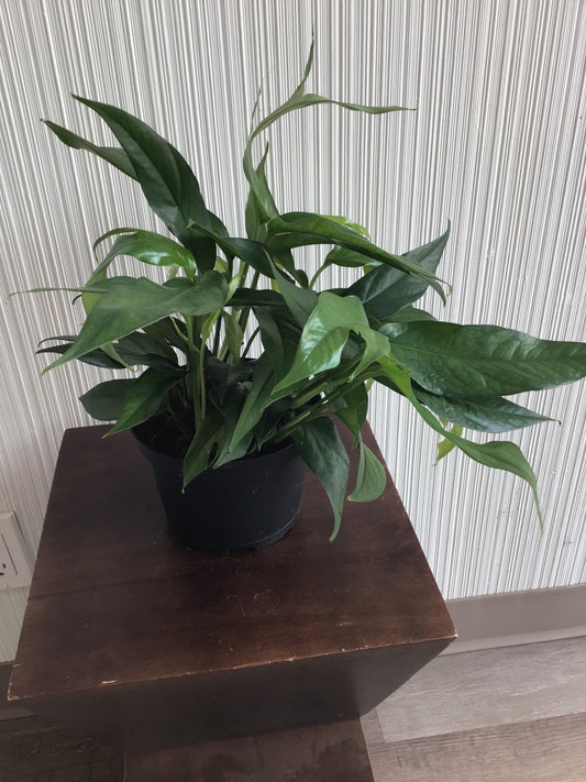 6” Baltic Blue Pothos