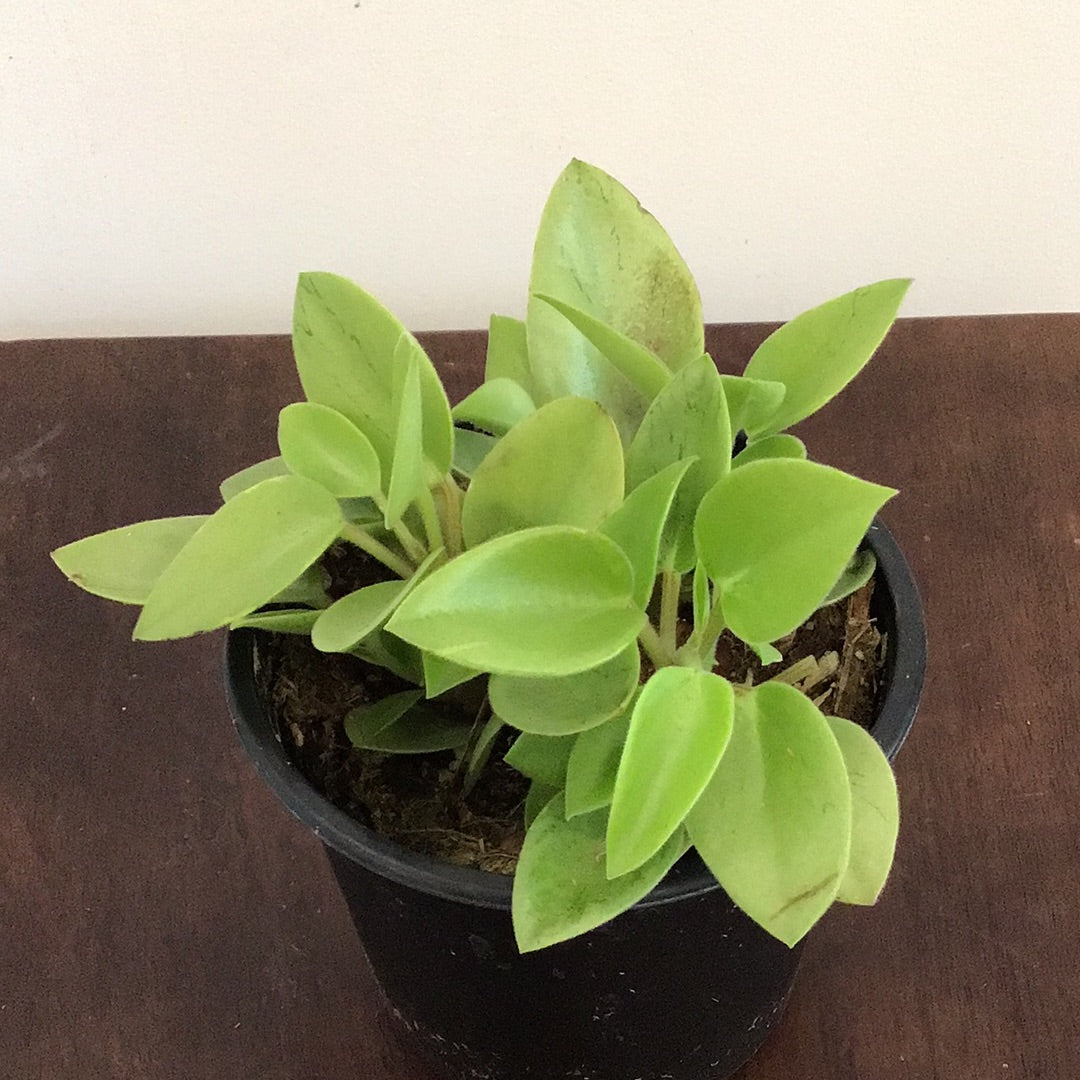 4” Peperomia Pixie