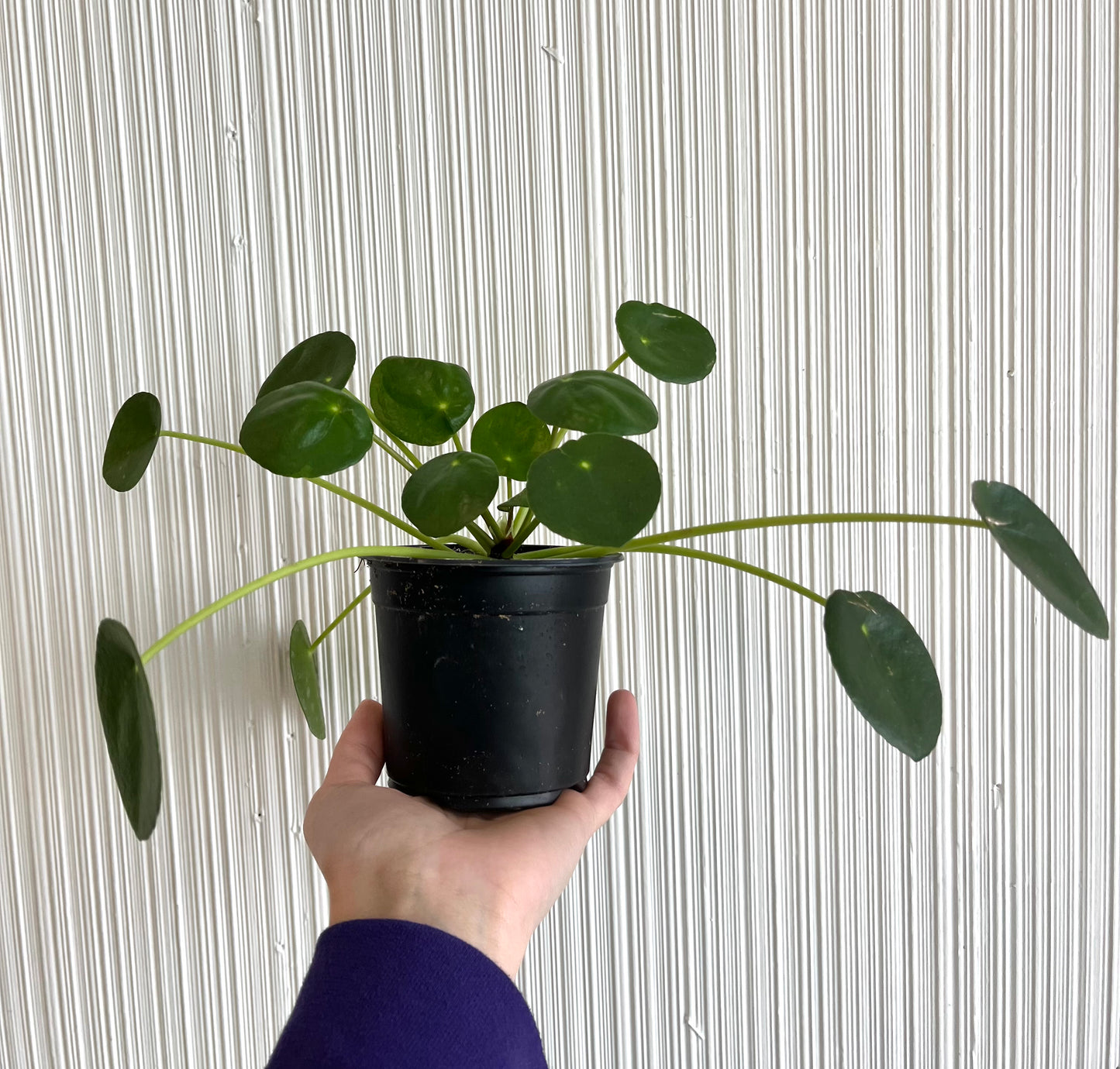 4” Pilea Pancake