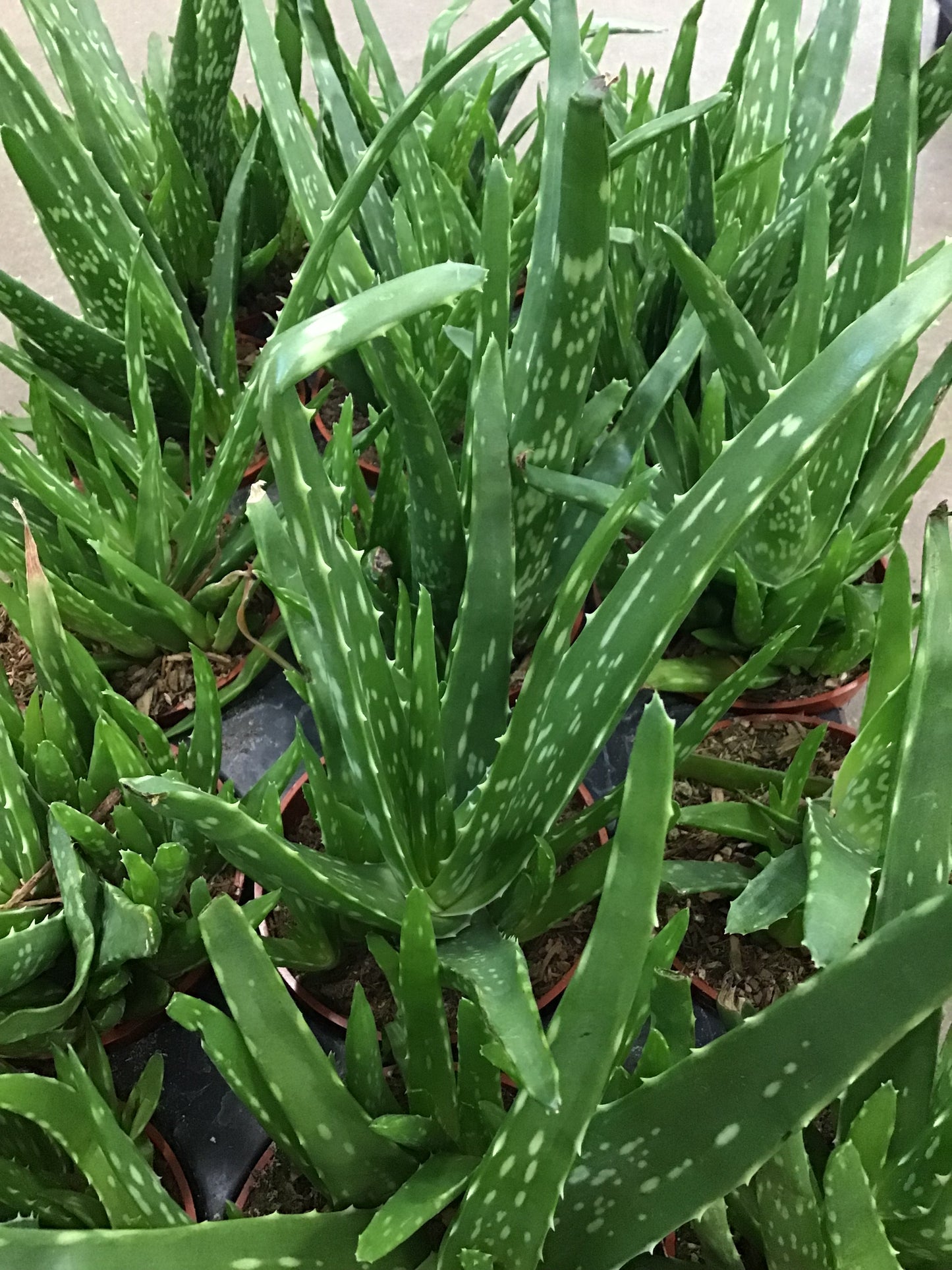 4” Aloe Vera