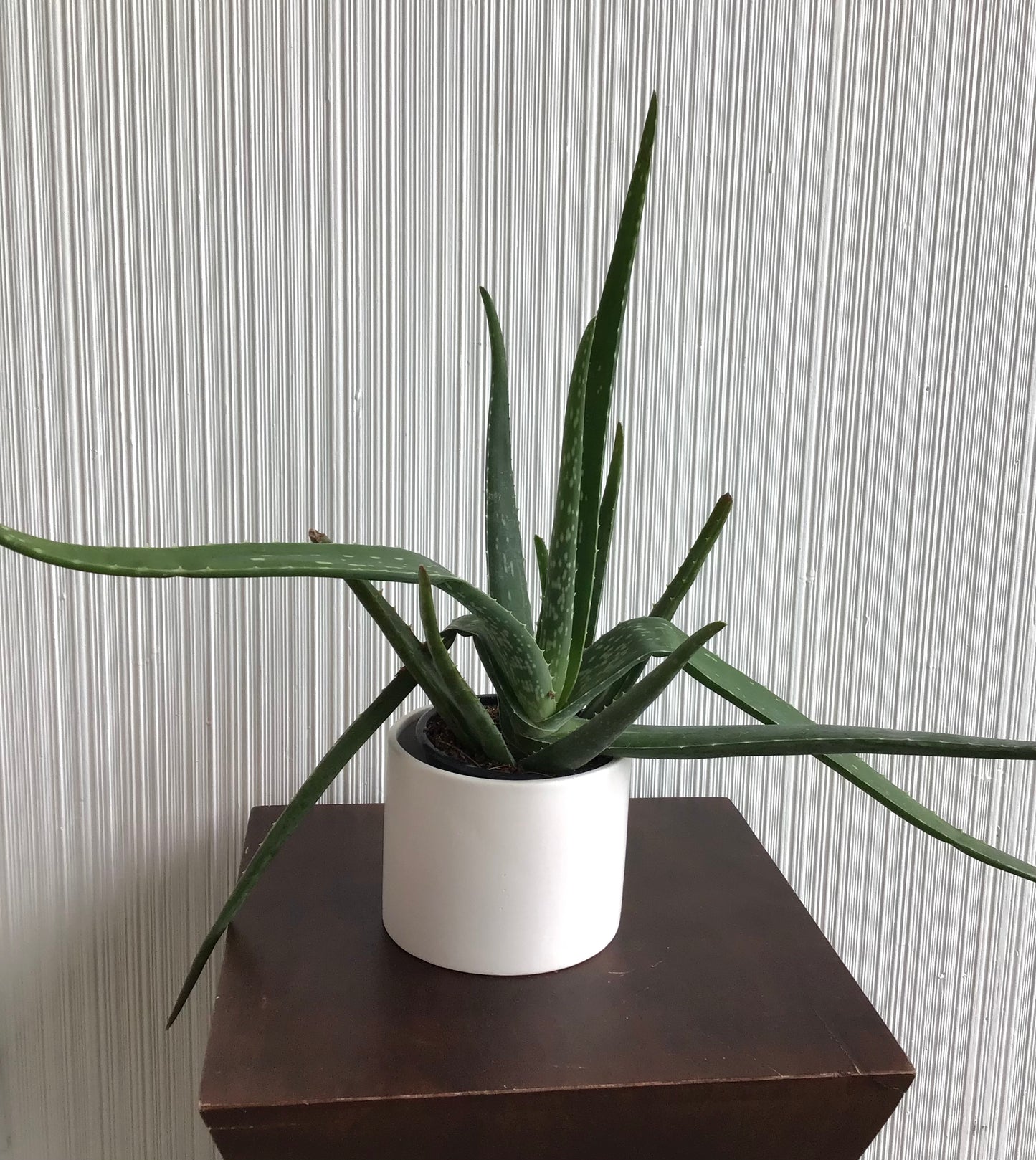4” Aloe Vera