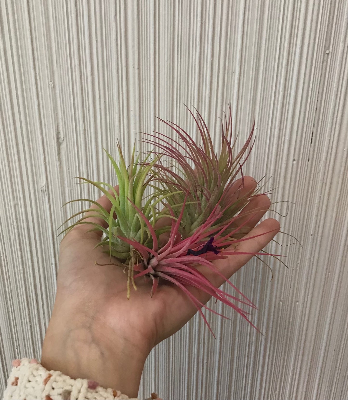 Air Plants