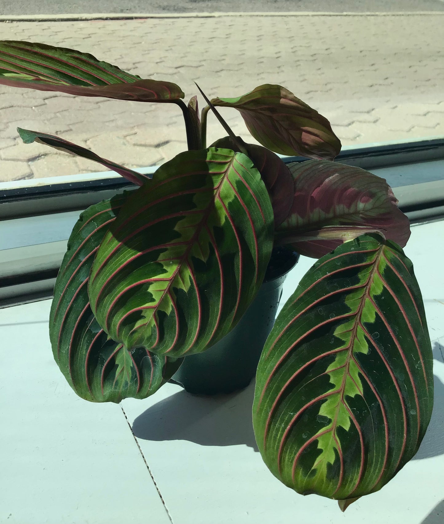 4” Red Prayer Plant (Maranta)