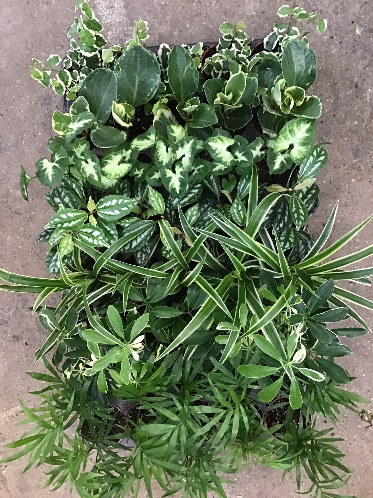 2.5” Assorted Tropicals