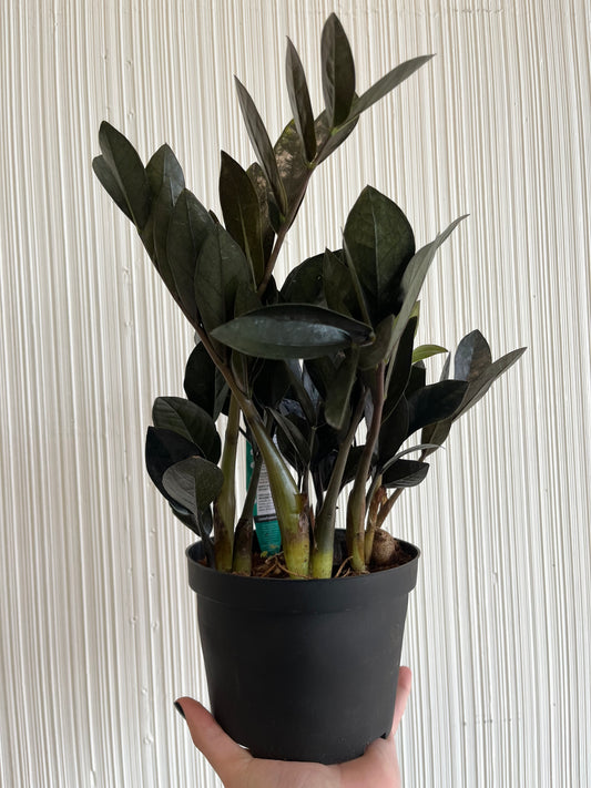 Black Raven ZZ Plant