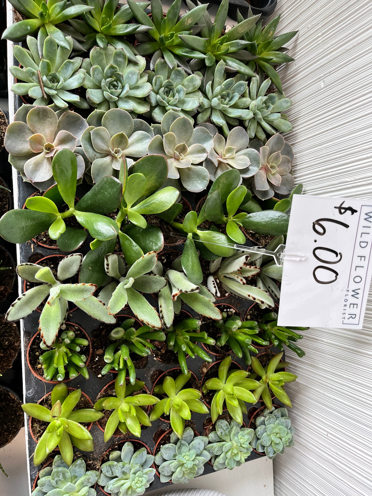 2.5” Succulents