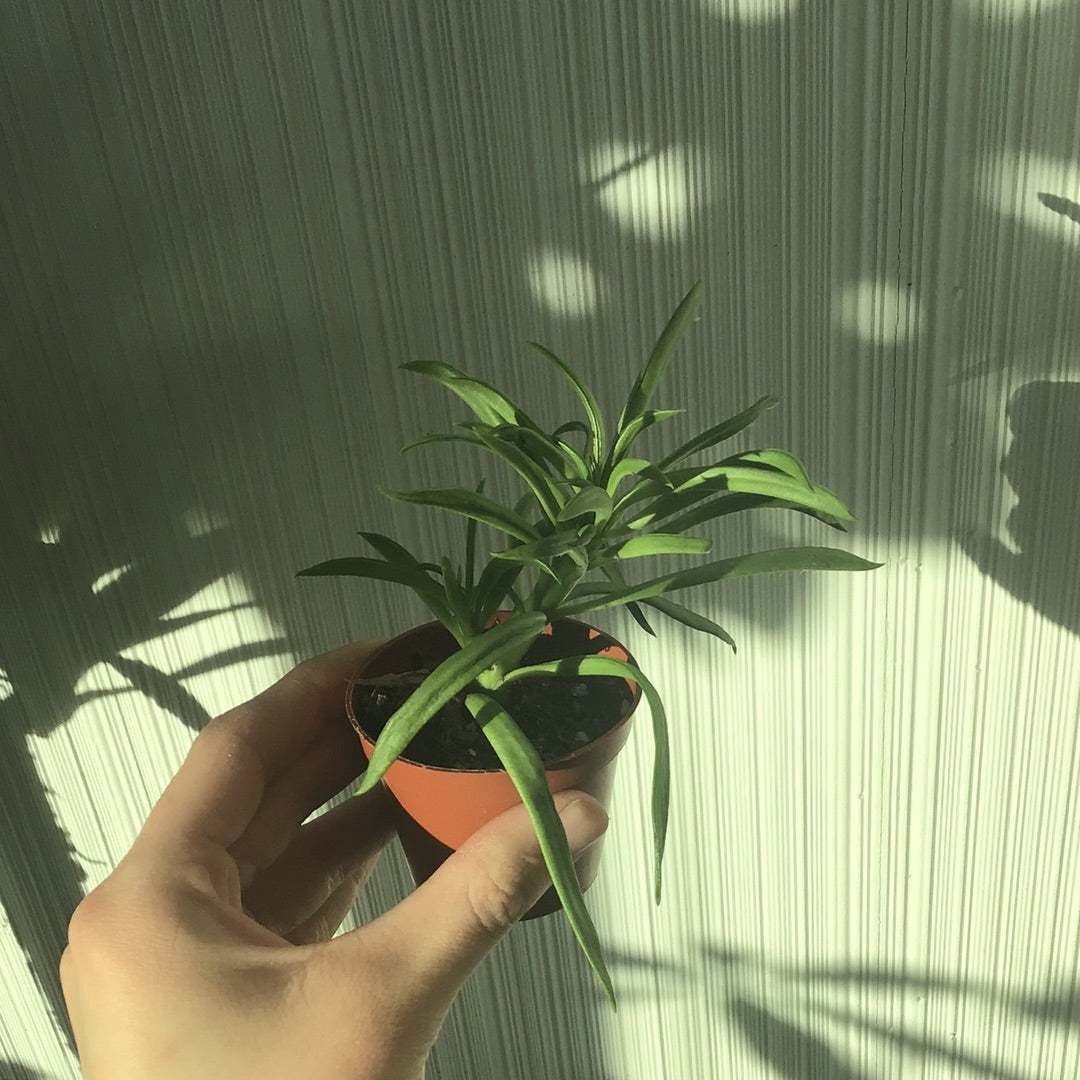 2.5” Succulents