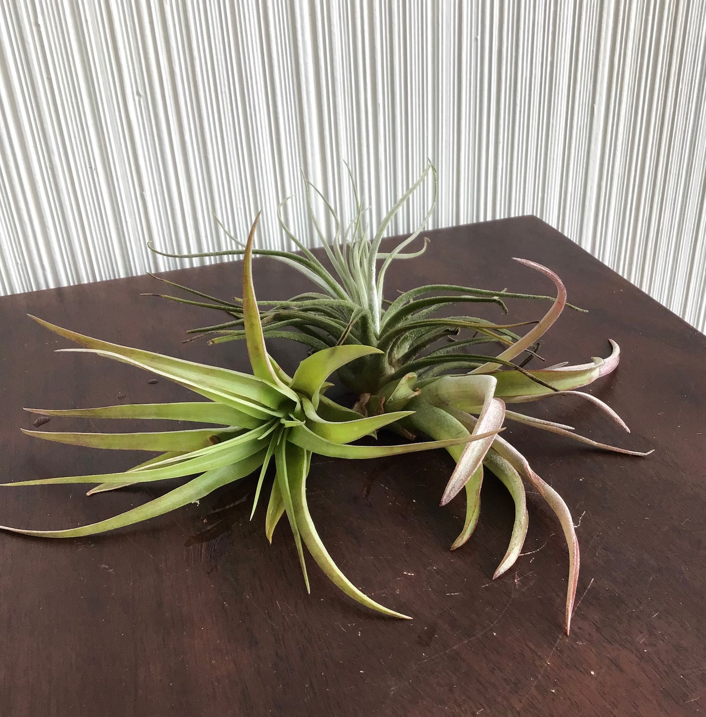 Air Plants