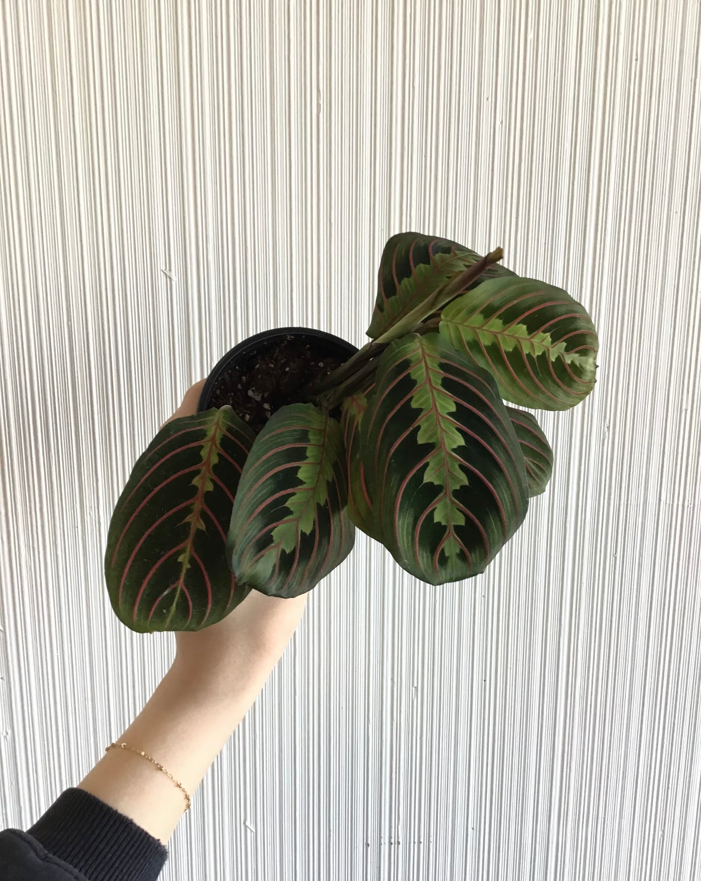 4” Red Prayer Plant (Maranta)