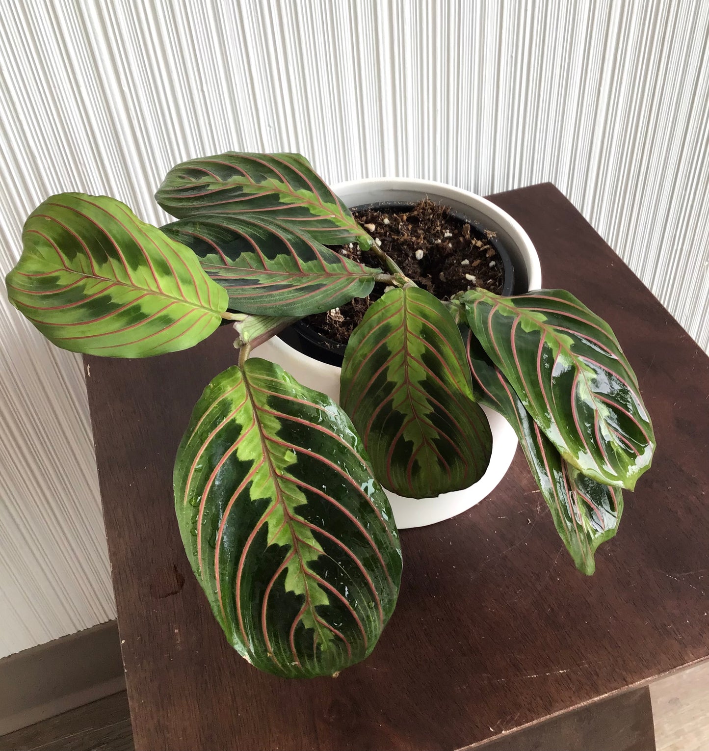 4” Red Prayer Plant (Maranta)