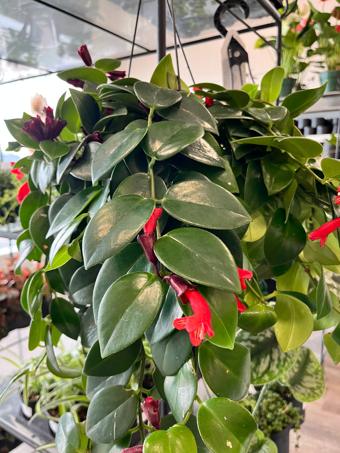 Lipstick Plant