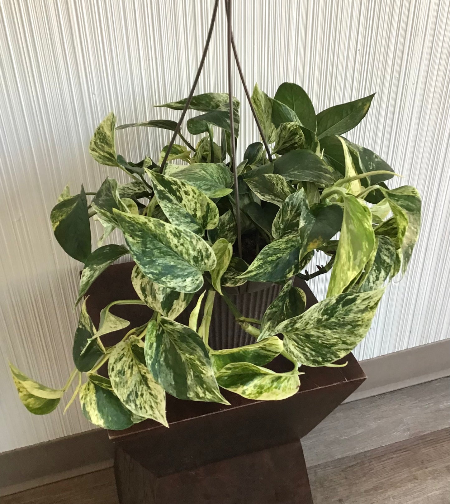 Marble Queen Pothos