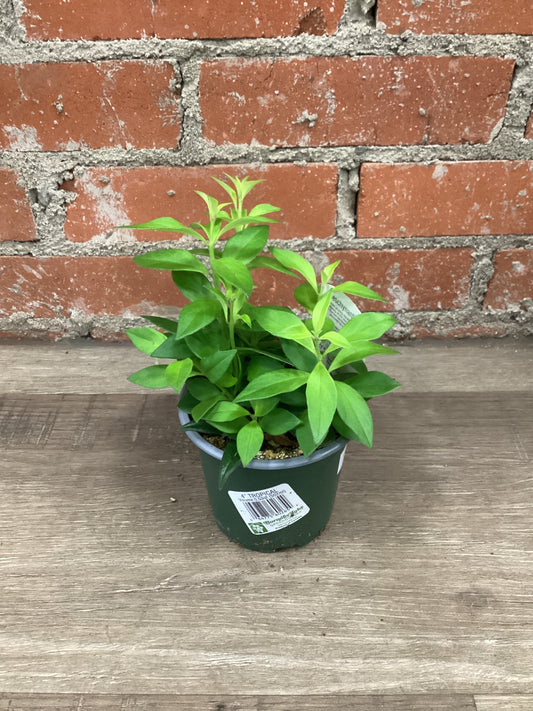 4” Lipstick Purple Star