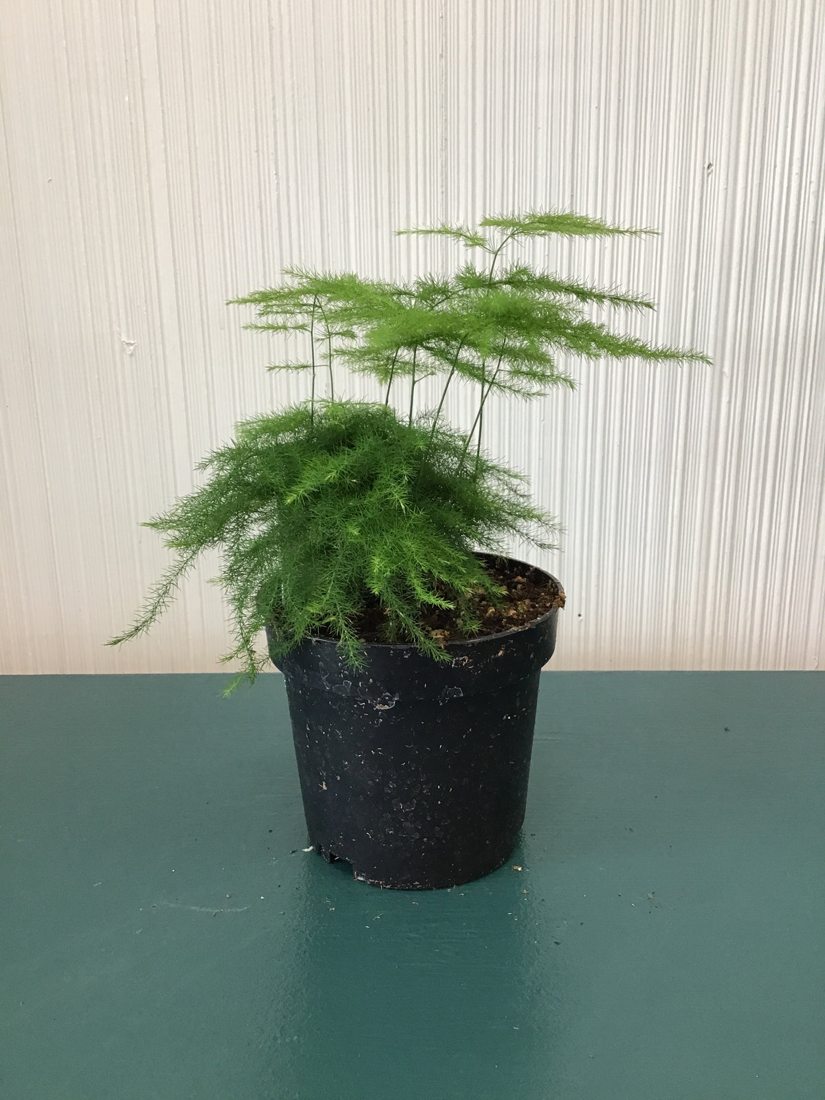 4” Asparagus Plumosus