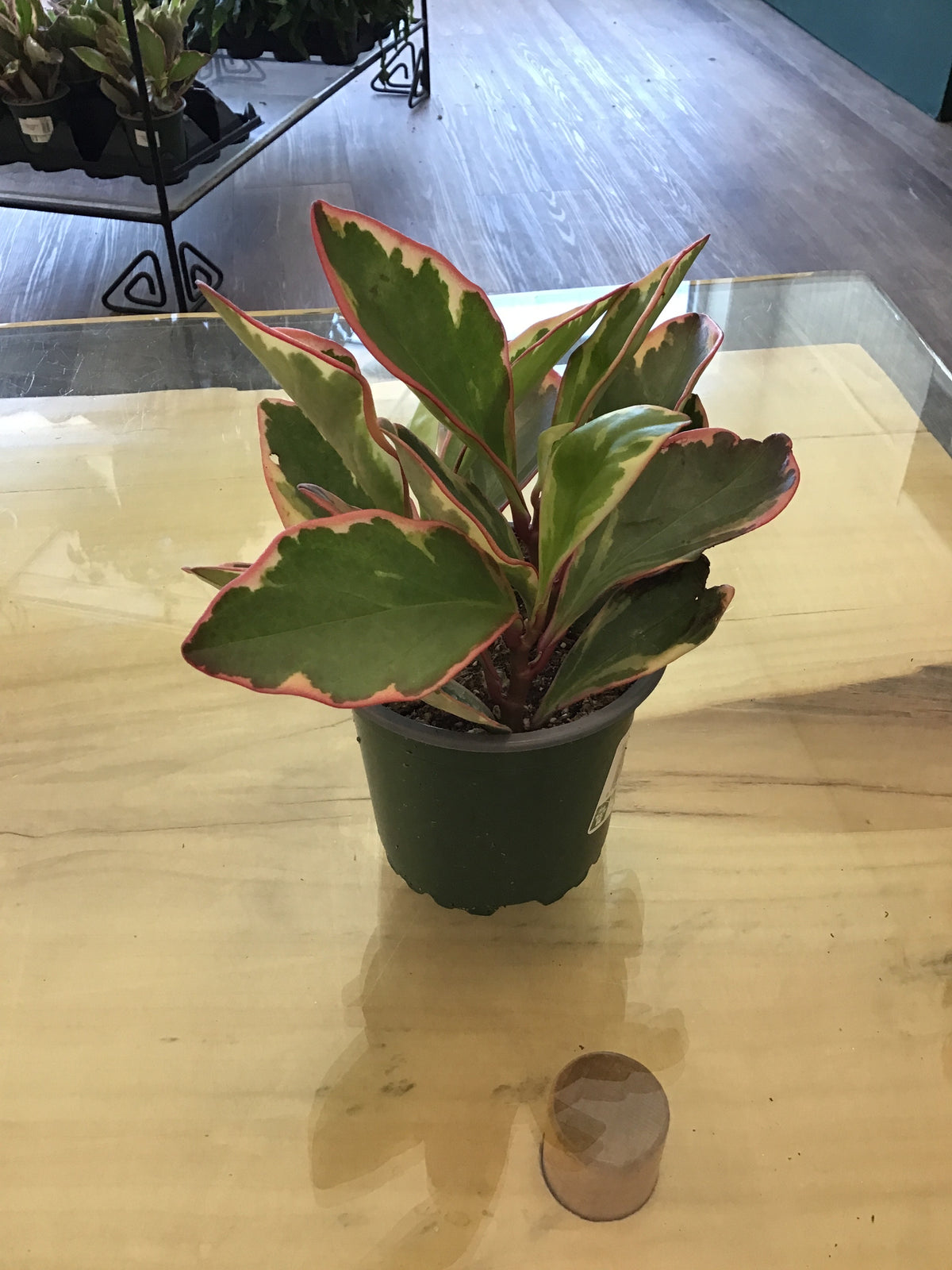 4” Peperomia Ginny