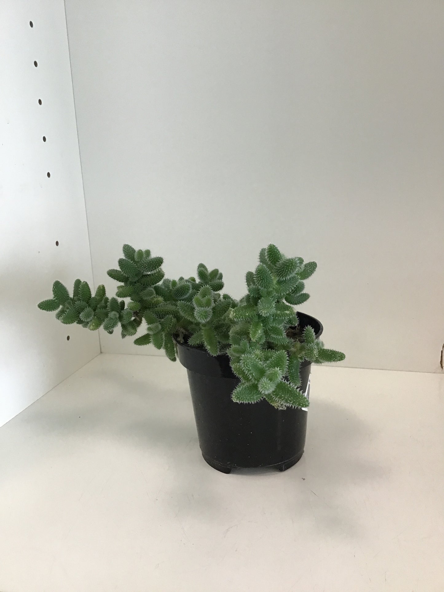 4” Pickle Plant