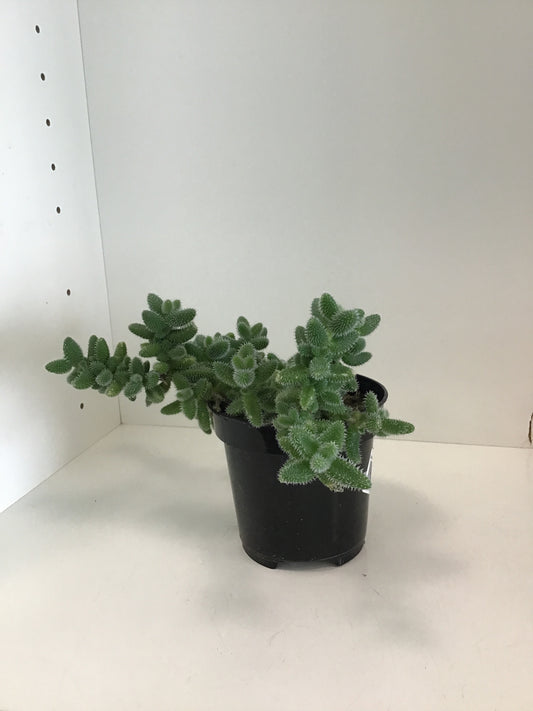 4” Pickle Plant