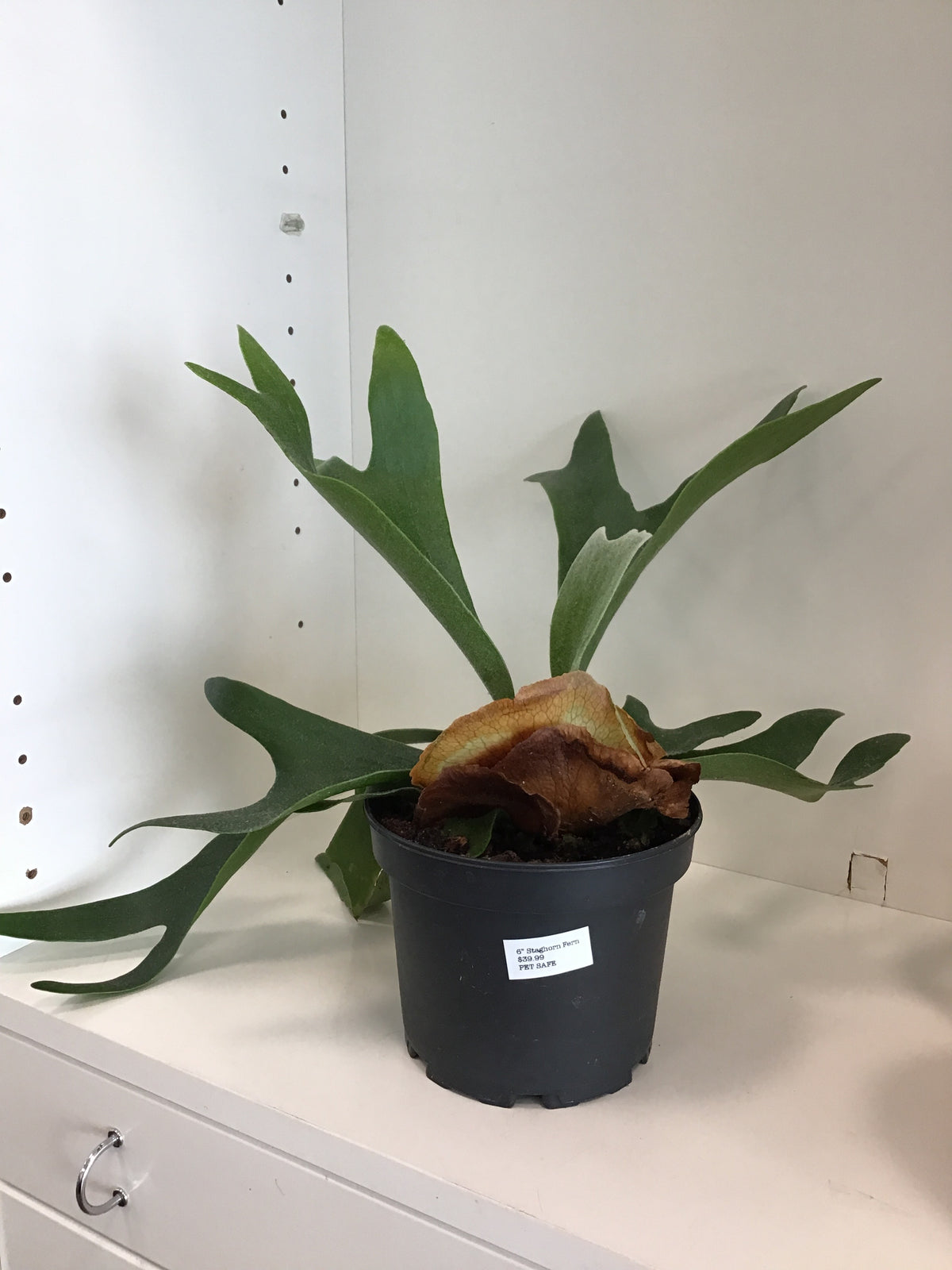 Fern Staghorn