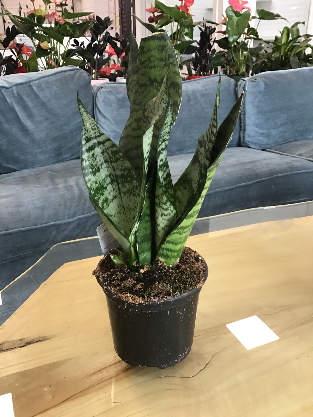 Snake Plant