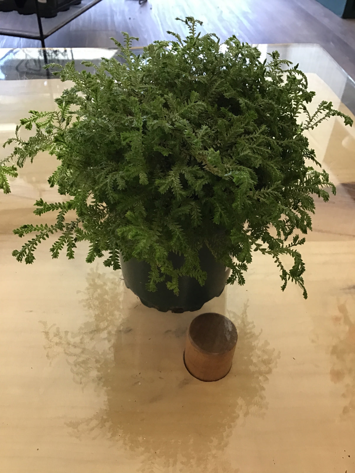 4” Club Moss