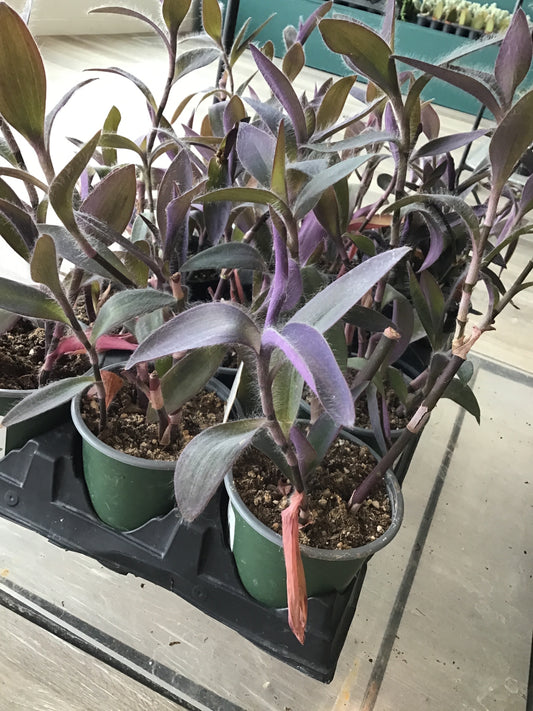 4” Tradescantia purple heart