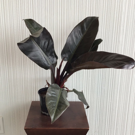 Philodendron Imperial Red