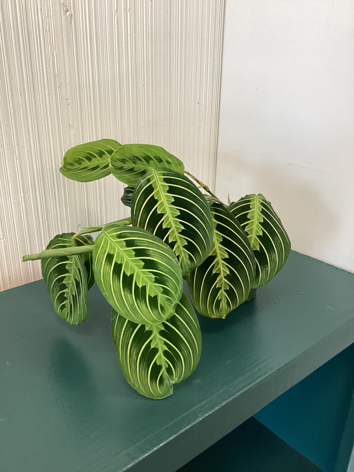 Prayer Plant, maranta