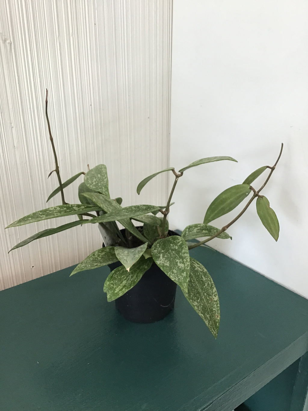 4” Wax Plant, assorted