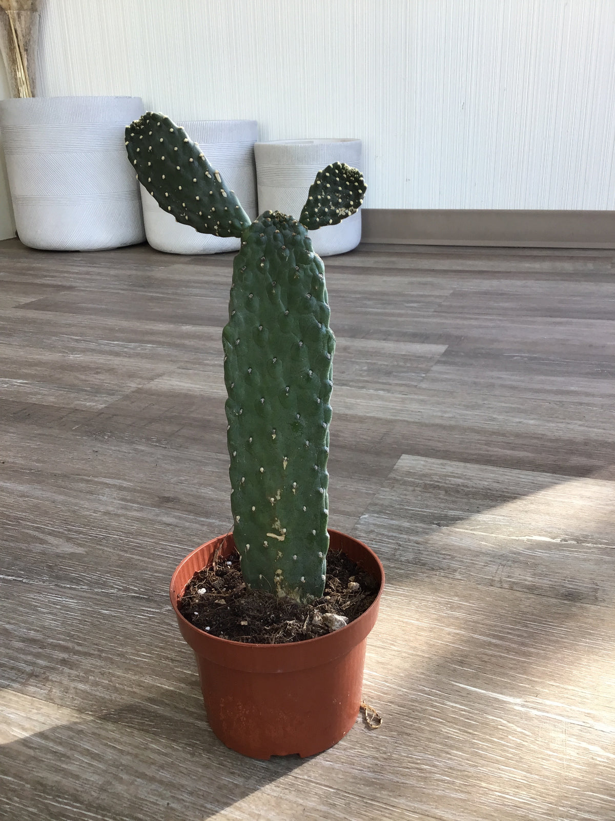 Cartoon Cactus w/ ceramic pot