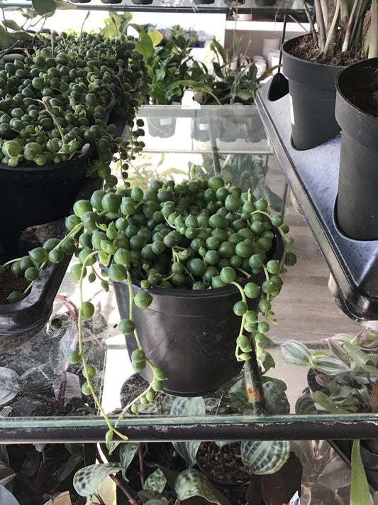 String of Pearls