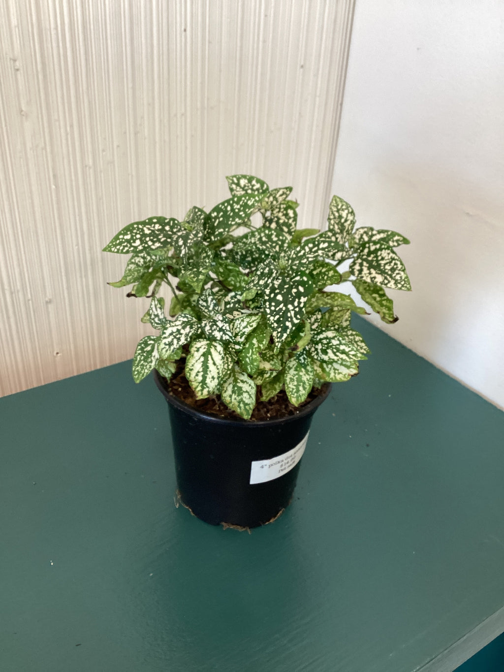 Polka Dot Plant