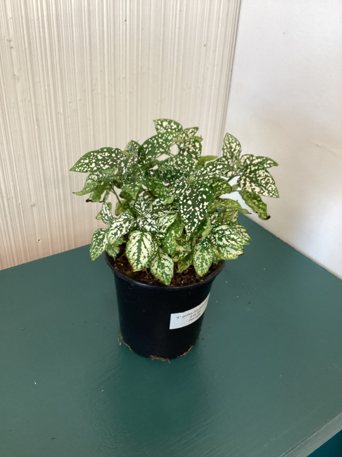 Polka Dot Plant