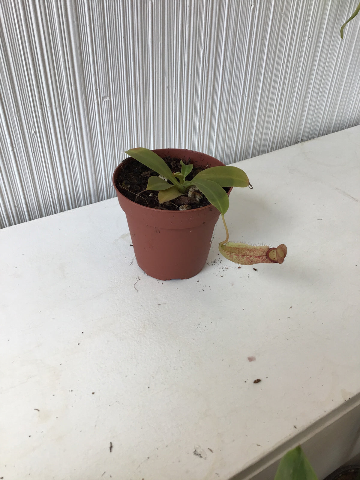 Pitcher Plant