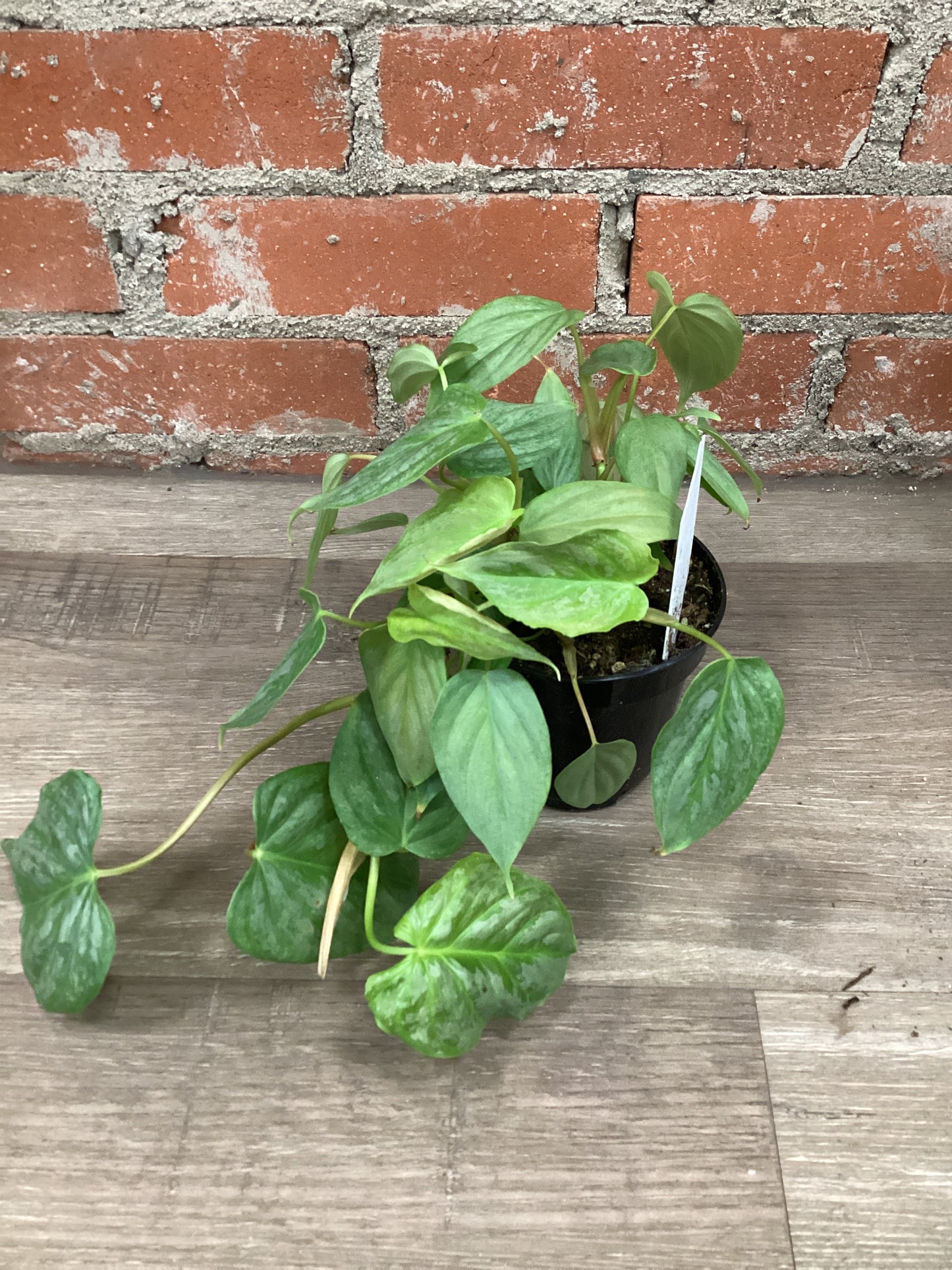 4” Philodendron Majestic