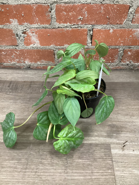 4” Philodendron Majestic