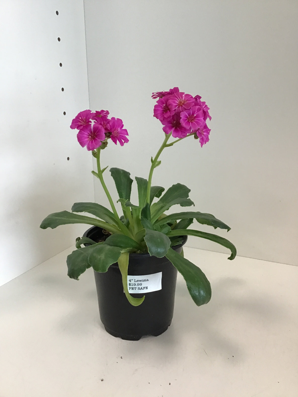 4” Lewisia