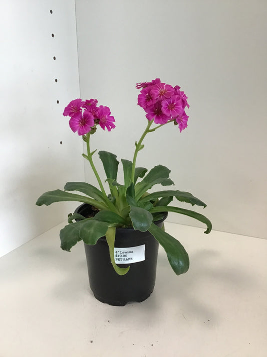4” Lewisia