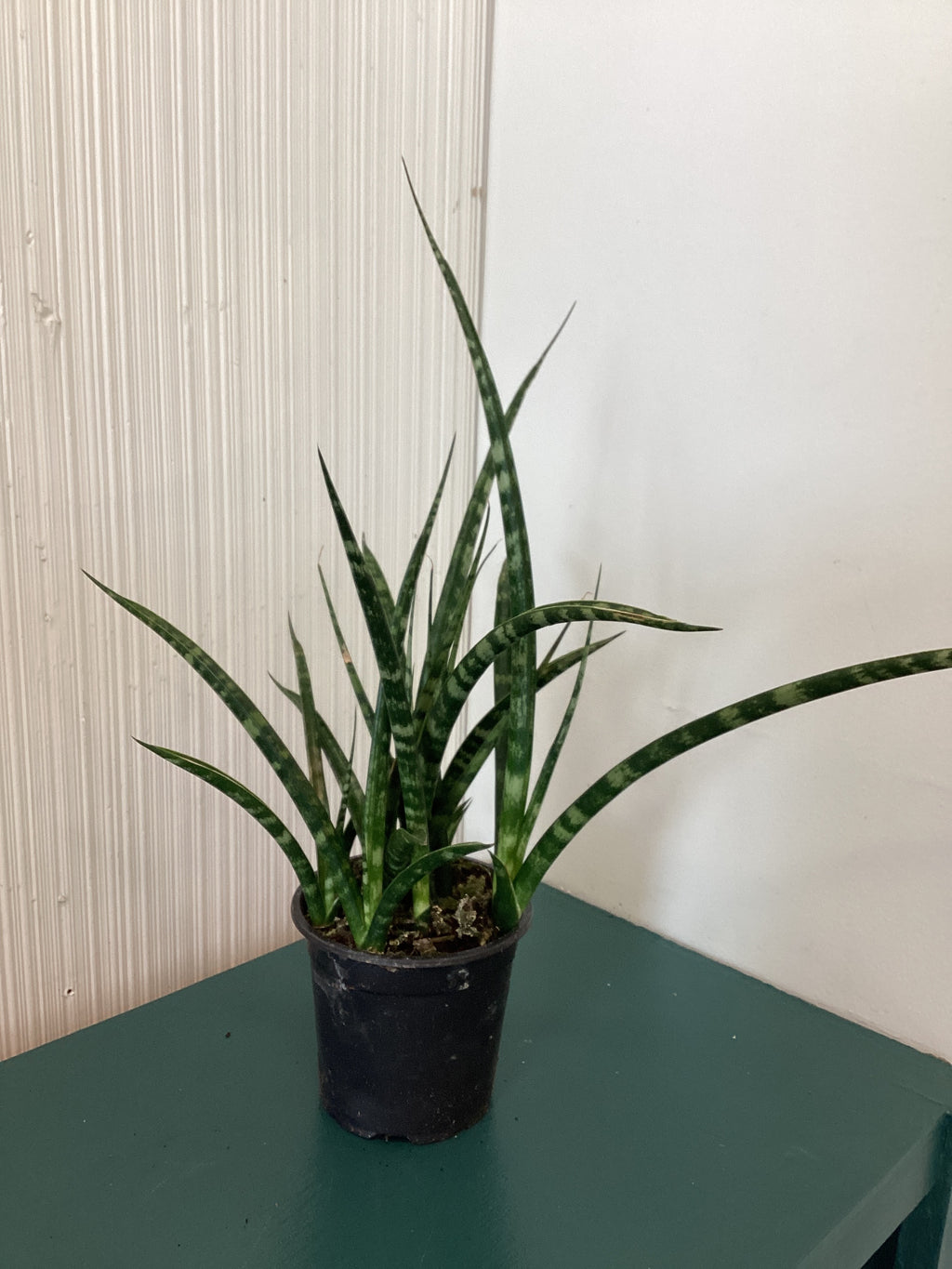 Mikado Snake Plant