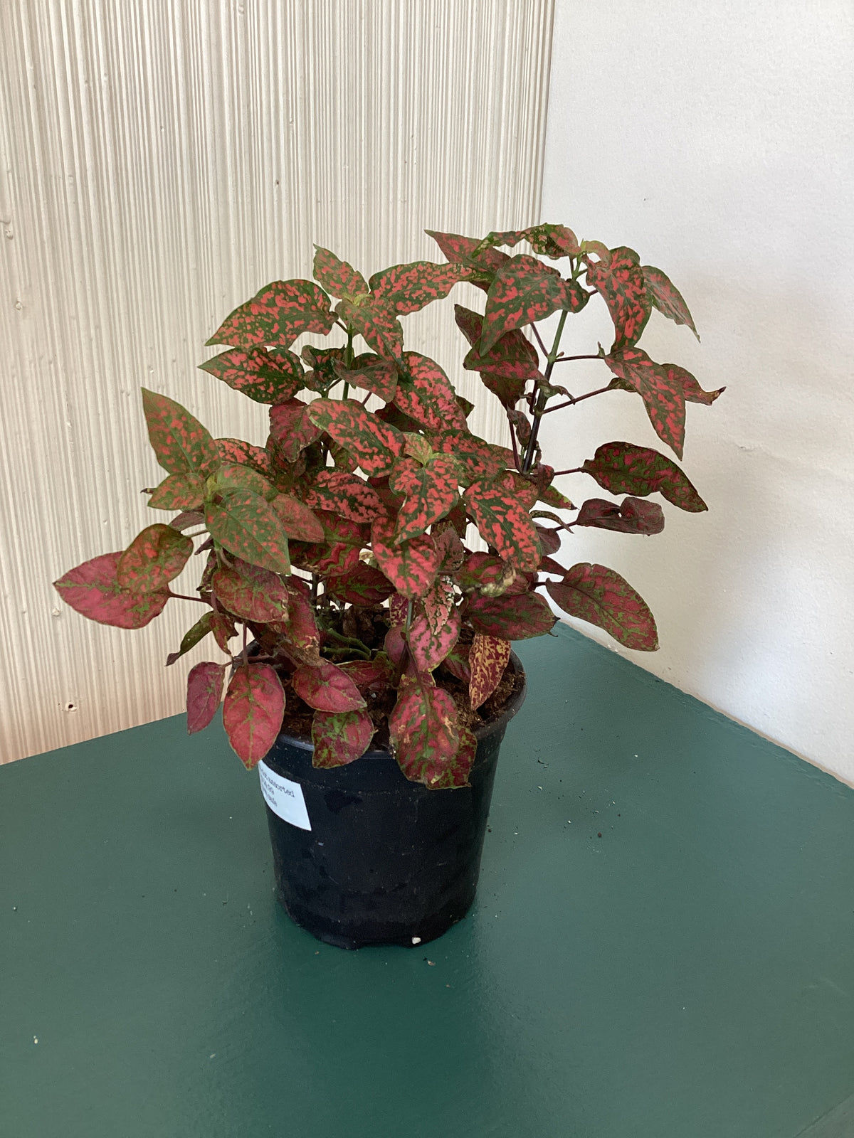 Polka Dot Plant