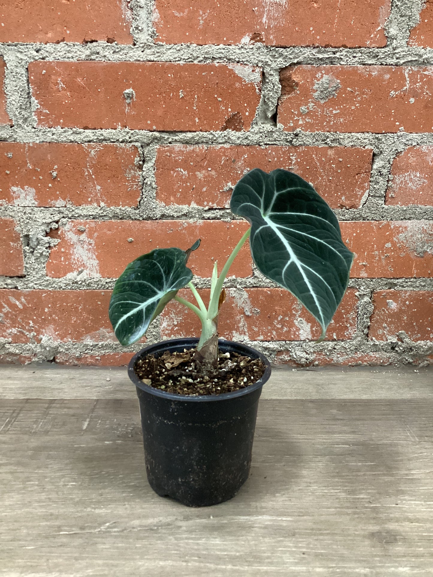 4” Alocasia Black Velvet