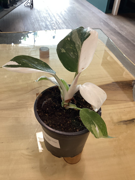 Philodendron White Wizard