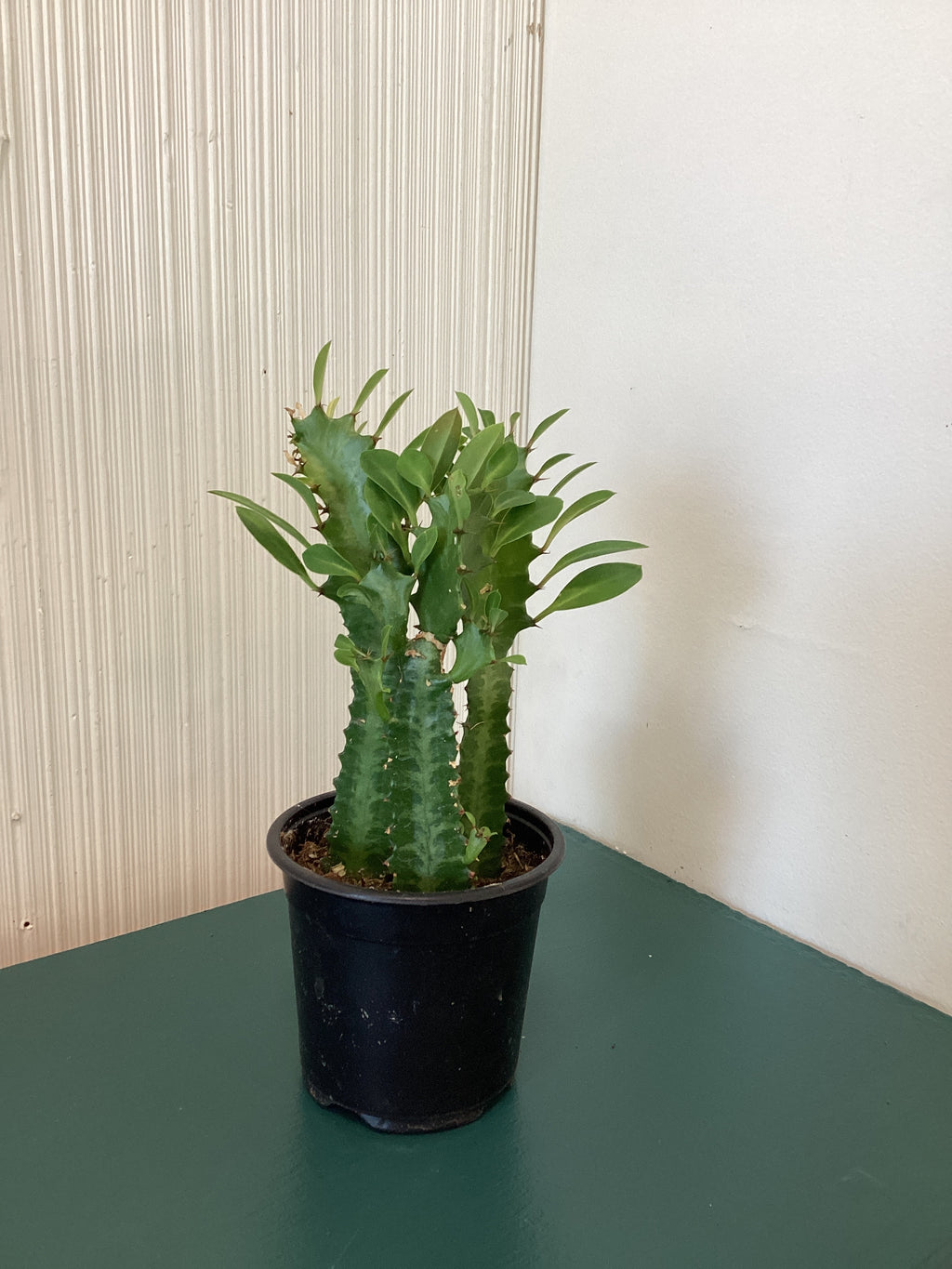 Euphorbia Trigona