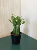 Euphorbia Trigona