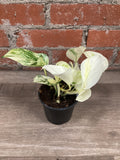 4” Pothos Happy Leaf