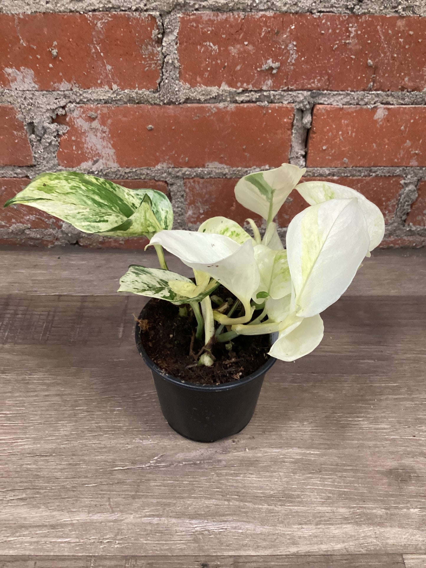 4” Pothos Happy Leaf