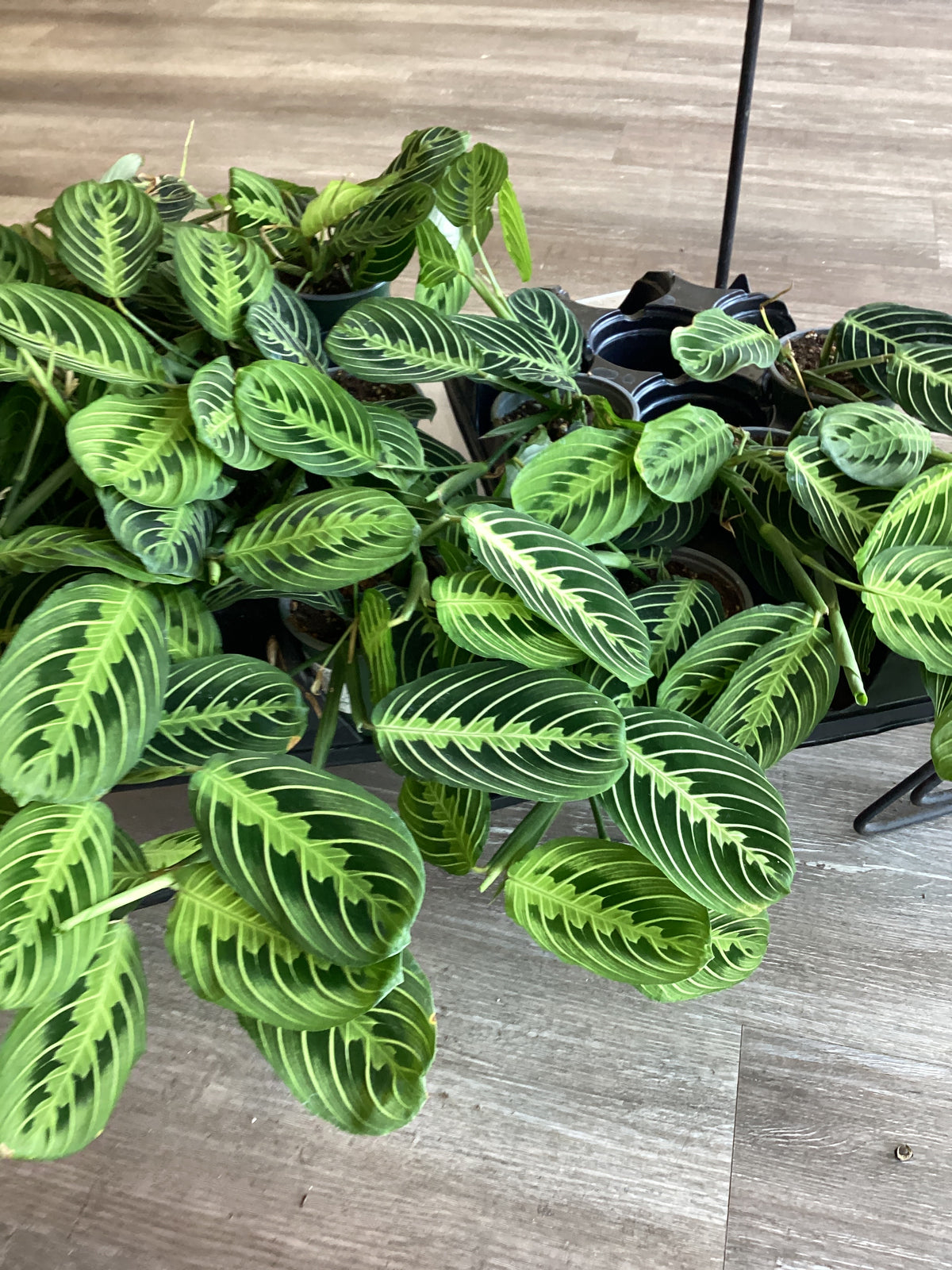 Prayer Plant, maranta