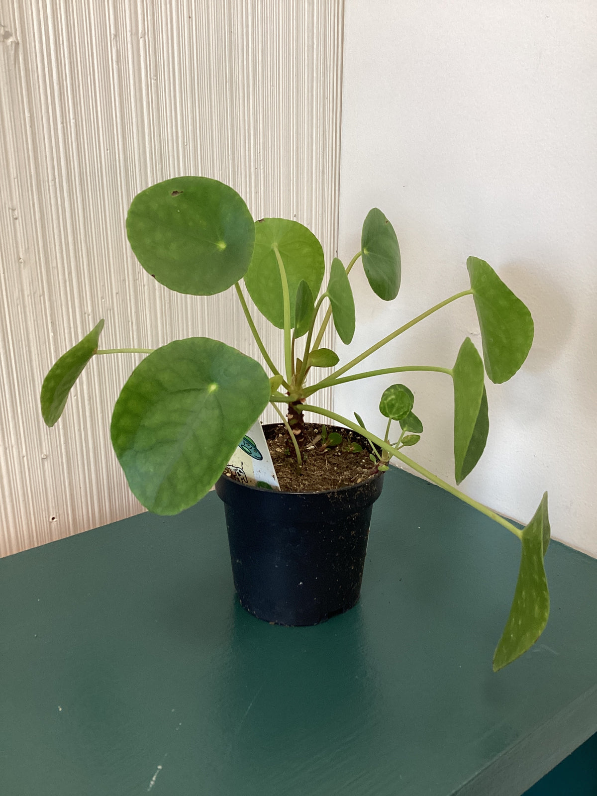 UFO Plant
