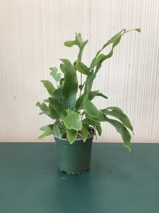 Fern Blue Star