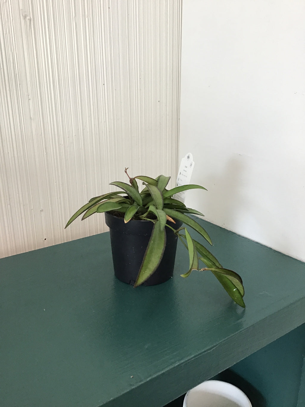 4” Wax Plant, assorted